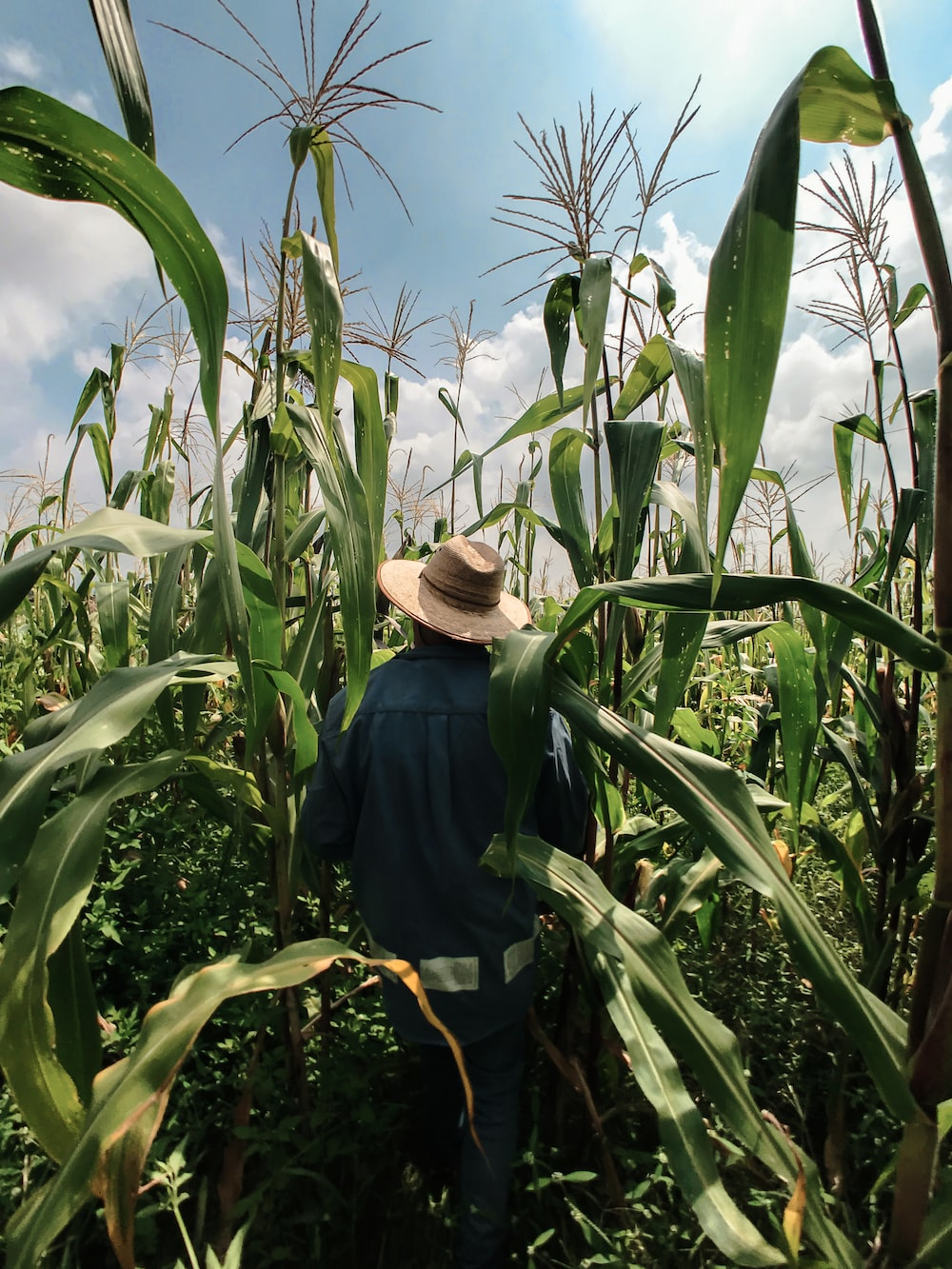 A Person with a hat on their head in a Corn Maze