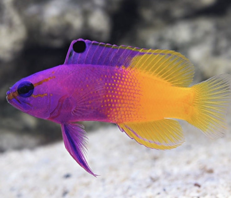 Types of Saltwater Fish - Reef fish - Basslets