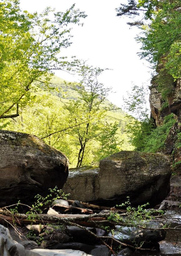 A stream with rocks and trees

Description automatically generated