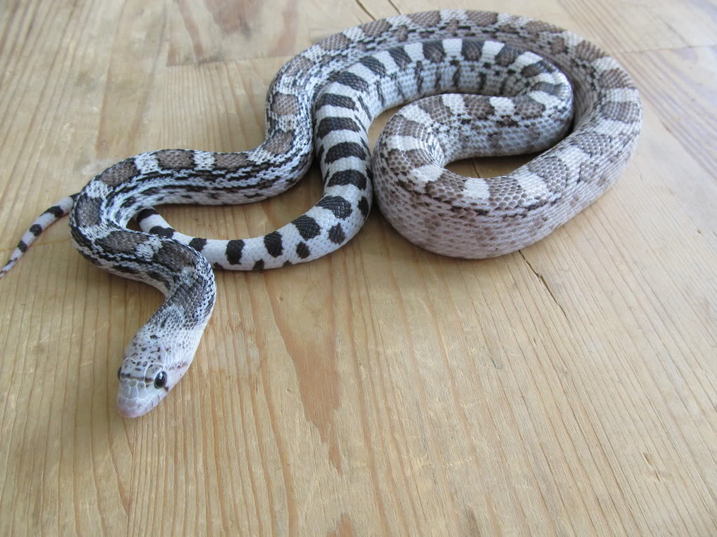 Most Docile Pet Snakes