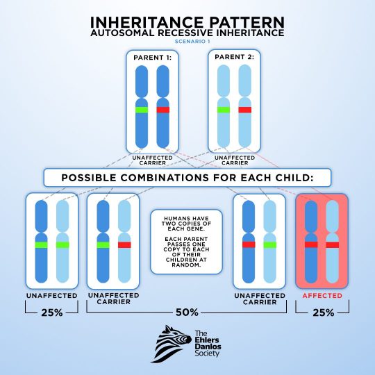 Genetics and Inheritance of EDS and HSD - The Ehlers Danlos Society