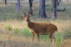 Image result for barasingha