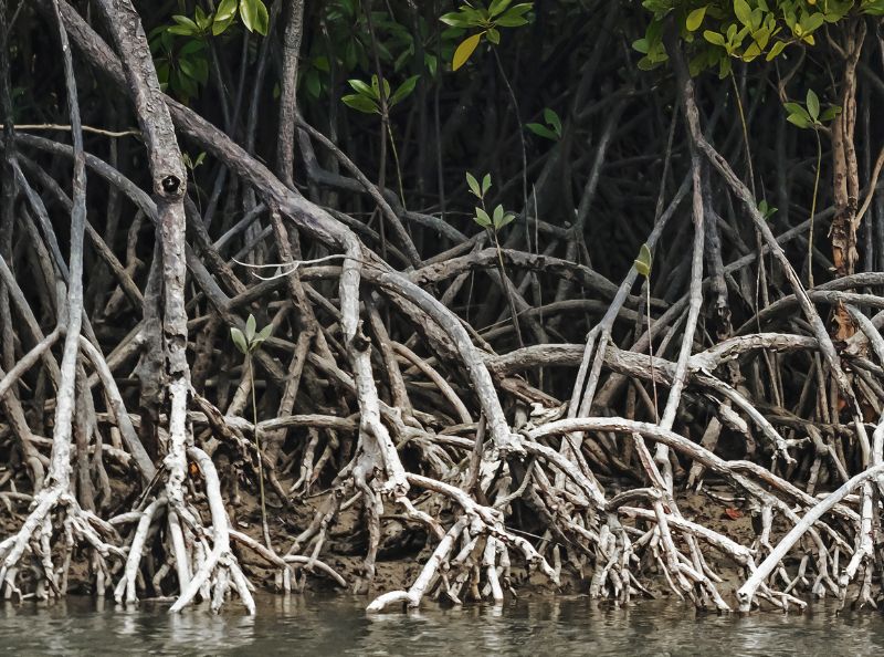 keindahan hutan mangrove