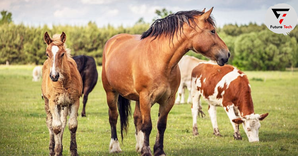 The advantages and disadvantages of Allowing Cows and Horses to Graze Together