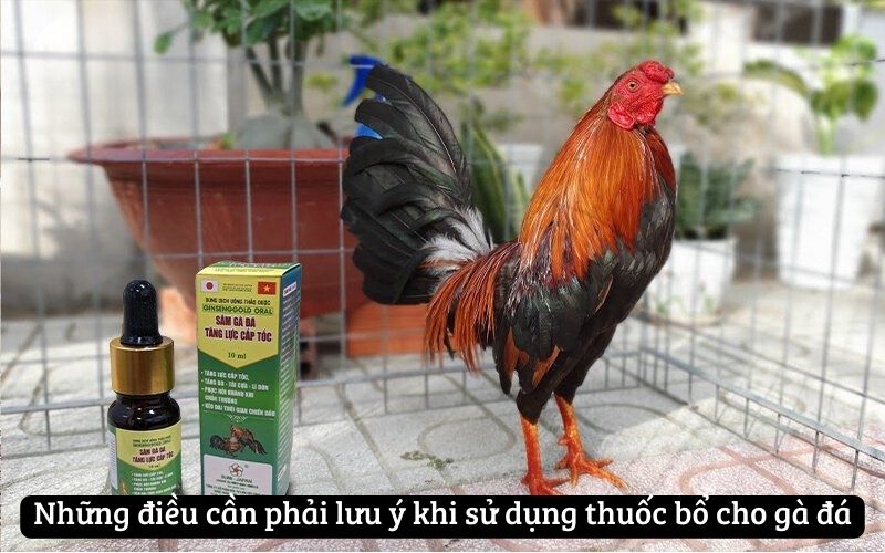 Những điều cần phải lưu ý khi sử dụng thuốc bổ cho gà đá