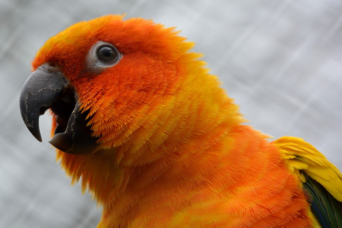 The Cultural and Spiritual Significance of Parrots