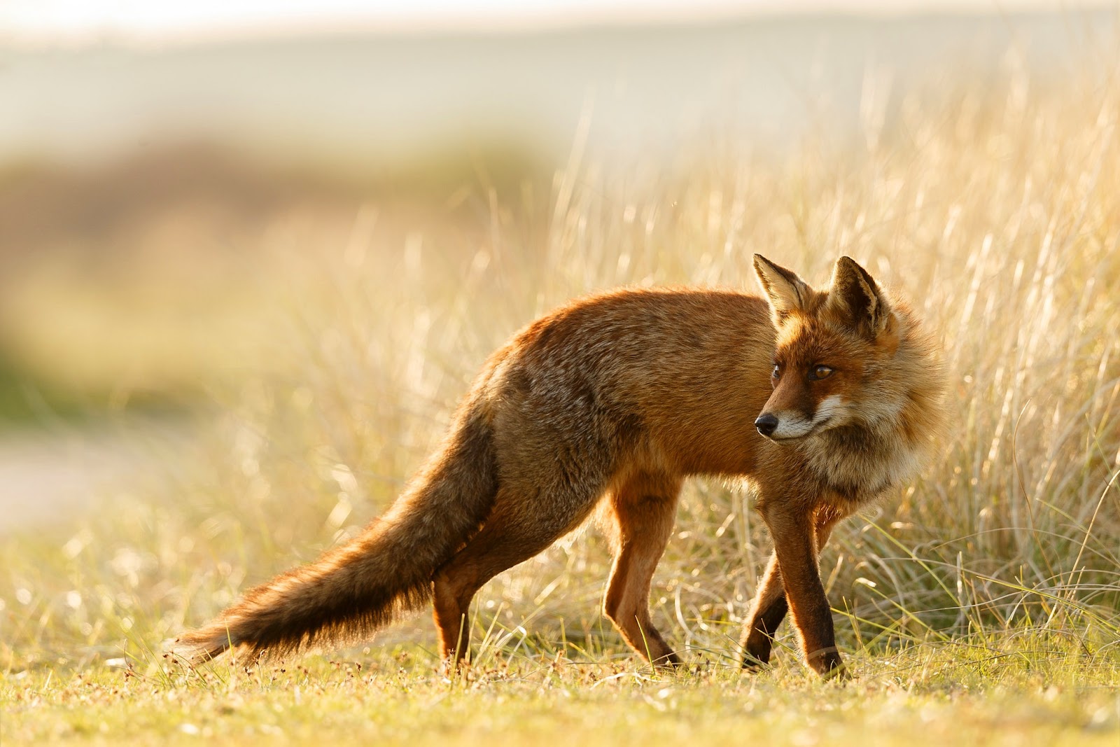 Foxes In Delaware