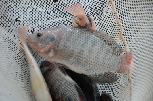 Enhancing Bank Fishing with Floating Docks