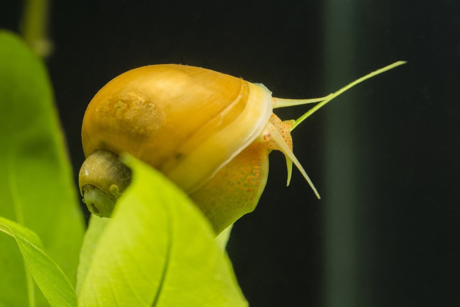 Are Mystery Snails Nocturnal