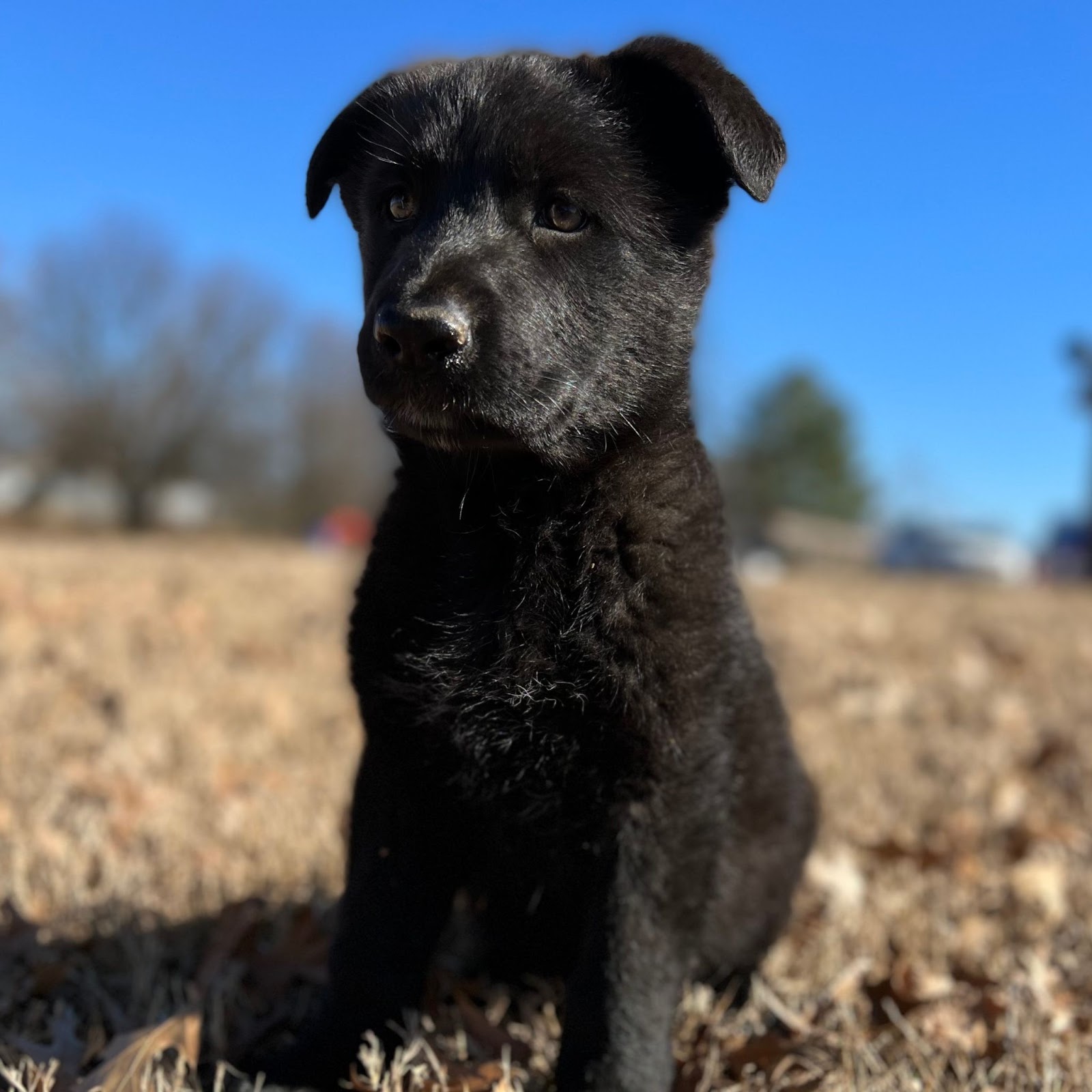 black german shepherd puppy