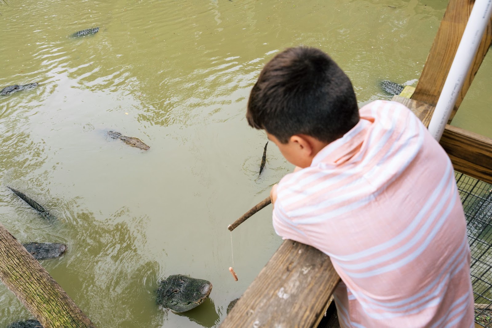 A child experiences feeding alligators at Wild Florida's Gator Park