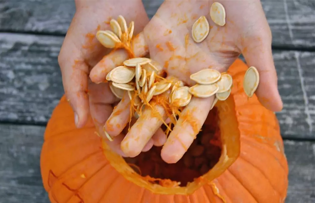 How to Take Care of Pumpkin Seedlings
