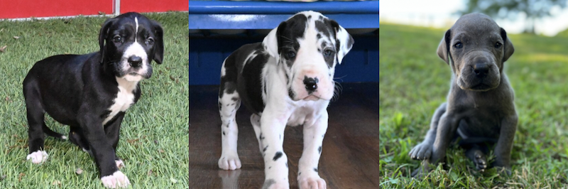 great dane