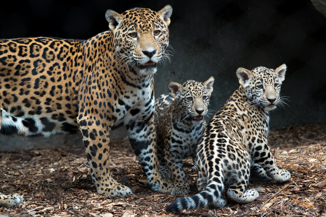 Four-month-old jaguars at the Houston Zoo with their mother