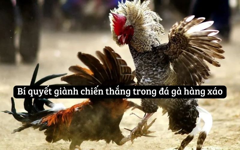 Bí quyết giành chiến thắng trong đá gà hàng xáo