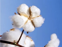 Cotton plant