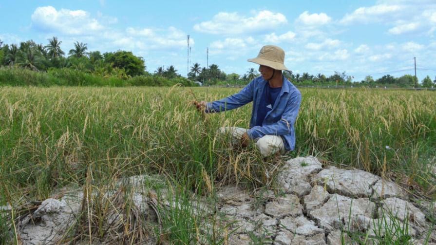 Nông dân trên cánh đồng lúa khô hạn giữa đợt nắng nóng kéo dài ở tỉnh Cà Mau, Đồng bằng sông Cửu Long, Việt Nam. Ảnh chụp ngày 23/02/2024.