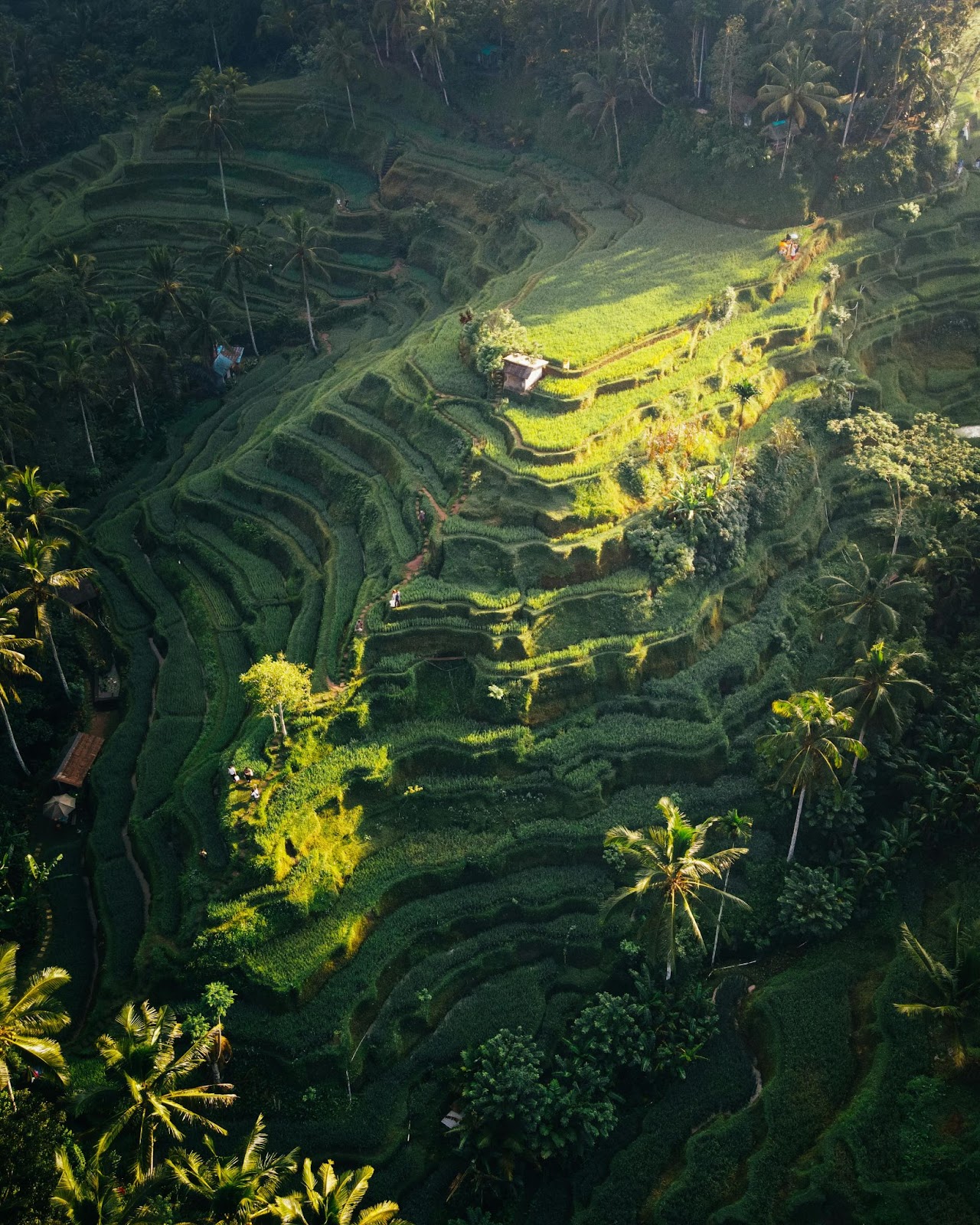 Aerial View of Indonesian Rice Terraces