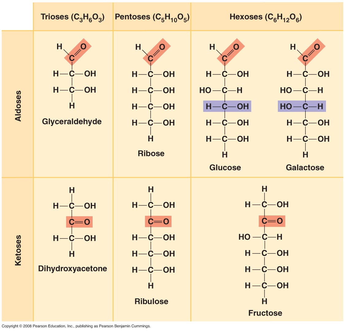 Trioses (Сзнвоз) <br />Pentoses (С5Н10О5) <br />н <br />Н <br />GIyceraIdehyde <br />н—с—он <br />Dihydroxyacetone <br />сор,ччга тов , а. <br />н—с—он <br />н —он <br />н—с—он <br />н—с—он <br />н—с—он <br />о <br />н—с—он <br />но —с—н <br />н—с—он <br />но—с—н <br />н—с—он <br />н—с—он <br />Glucose <br />Ribose <br />н—с—он <br />Ribulose <br />Hexoses (С Н О ) <br />б 12 б <br />Н <br />н—с—он <br />НО —С— Н <br />н—с—он <br />н—с—он <br />Galactose <br />н—с—он <br />Fructose 