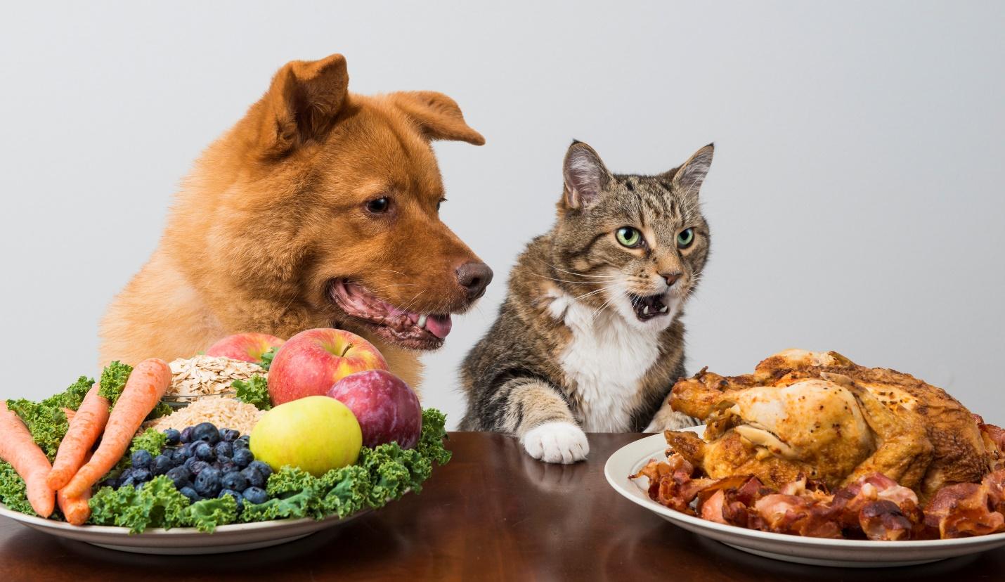 dog and cat food