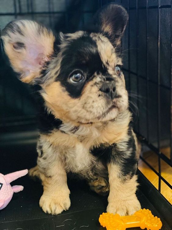 rare black and fawn fluffy frenchie puppy
