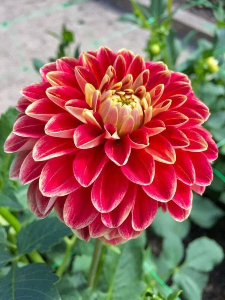 CYBEXIS Giant Dahlia Flower Seeds Seed Price in India - Buy CYBEXIS Giant Dahlia  Flower Seeds Seed online at Flipkart.com