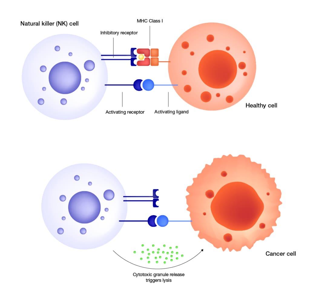 Natural killer (NK) activation mechanism. NK cells recognize target cells as healthy “self” through a net inhibitory signal mediated by MHC Class I molecules at the target surface. In a cancer cell that has lost inhibitory MHC Class I ligand signaling, NK signal balance shifts further towards activation via activating receptor induction. The activated NK cell releases cytotoxic granules to trigger target cell lysis.