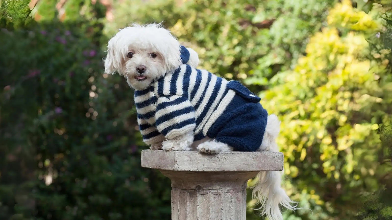 Dog Overalls