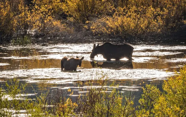 Pinedale, Wyoming