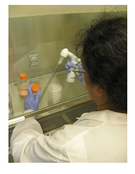 Text Box: BBP work activity, culturing human cells. Source: Berkeley Lab EHS.