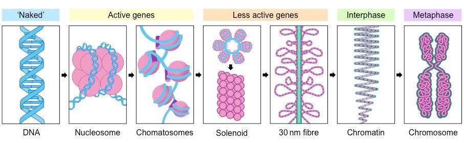 Organisation of DNA