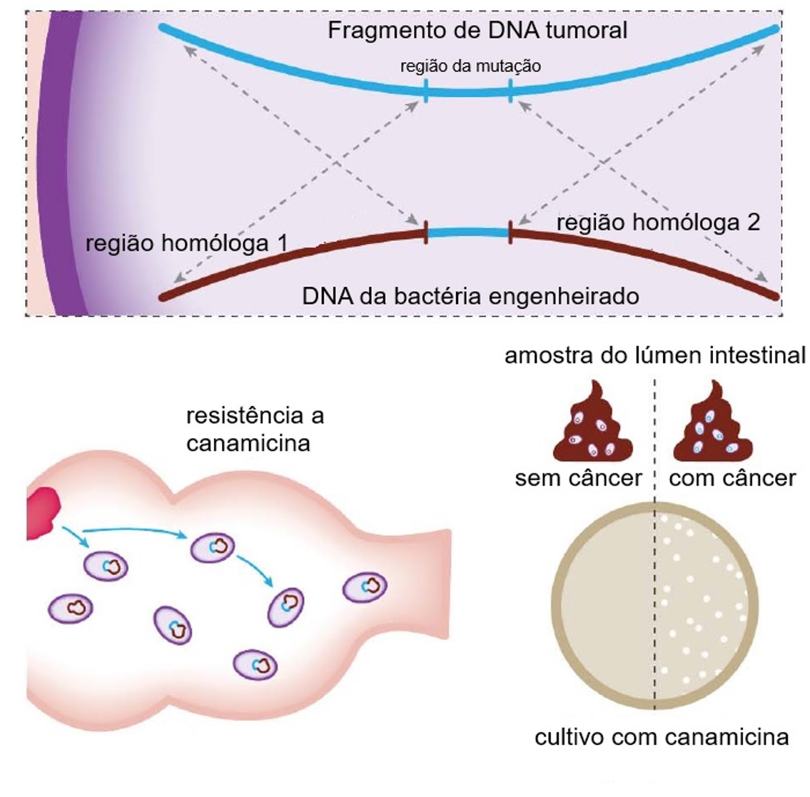 Recombinação homóloga do fragmento de DNA tumoral com o DNA bacteriano 