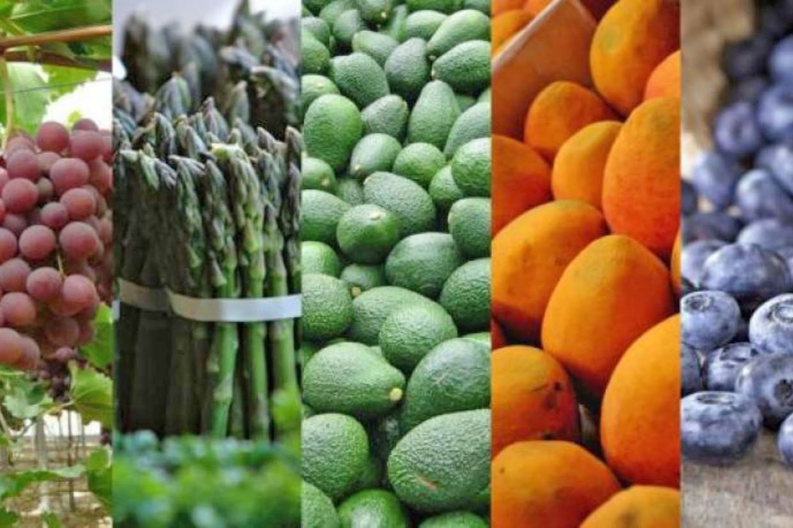 En los últimos años, las agroexportaciones se han convertido en puntal del comercio exterior peruano, debido fundamentalmente a la calidad de sus productos. ANDINA/Difusión