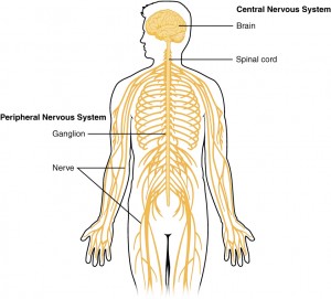 Nervous_System