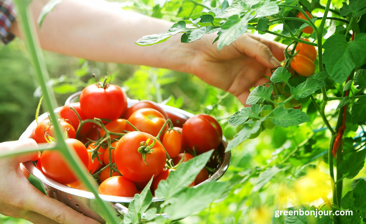 can rabbits eat tomatoes
