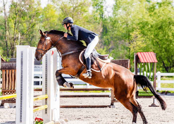 Characteristics of Good Horse Breeds for Jumping