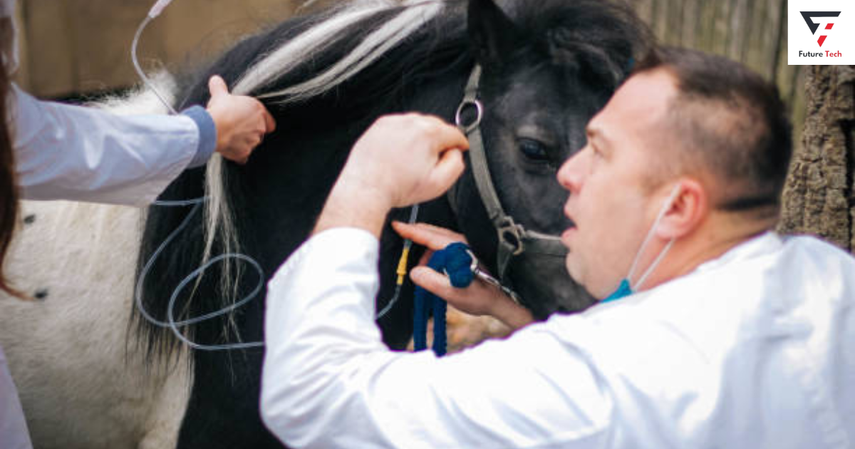 Treating Horse Ears