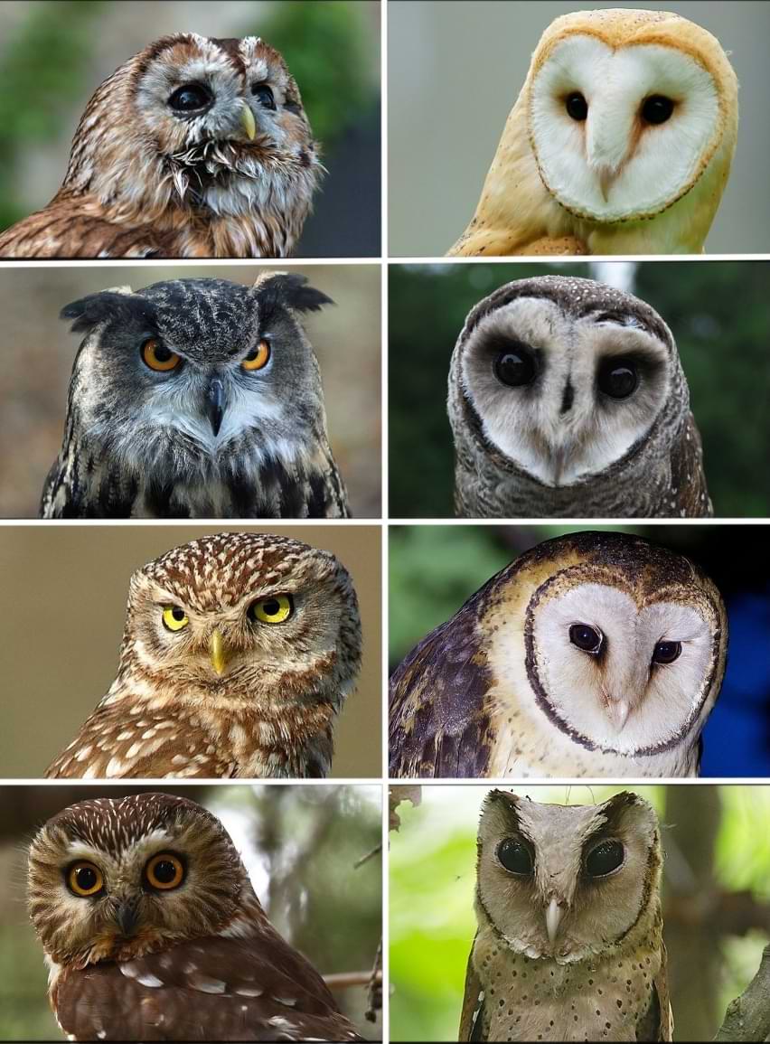 Left Strigidae: Tawny owl, Eurasian eagle-owl, Little owl, Northern saw-whet owl; Right Tytonidae: Barn ow, Lesser sooty ow, Tasmanian masked owl, Sri Lanka bay owl.