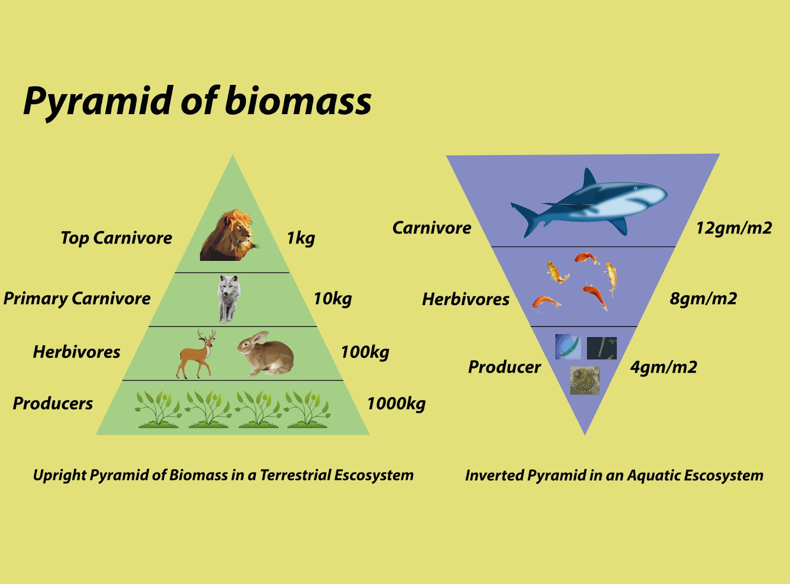 Biomass pyramid