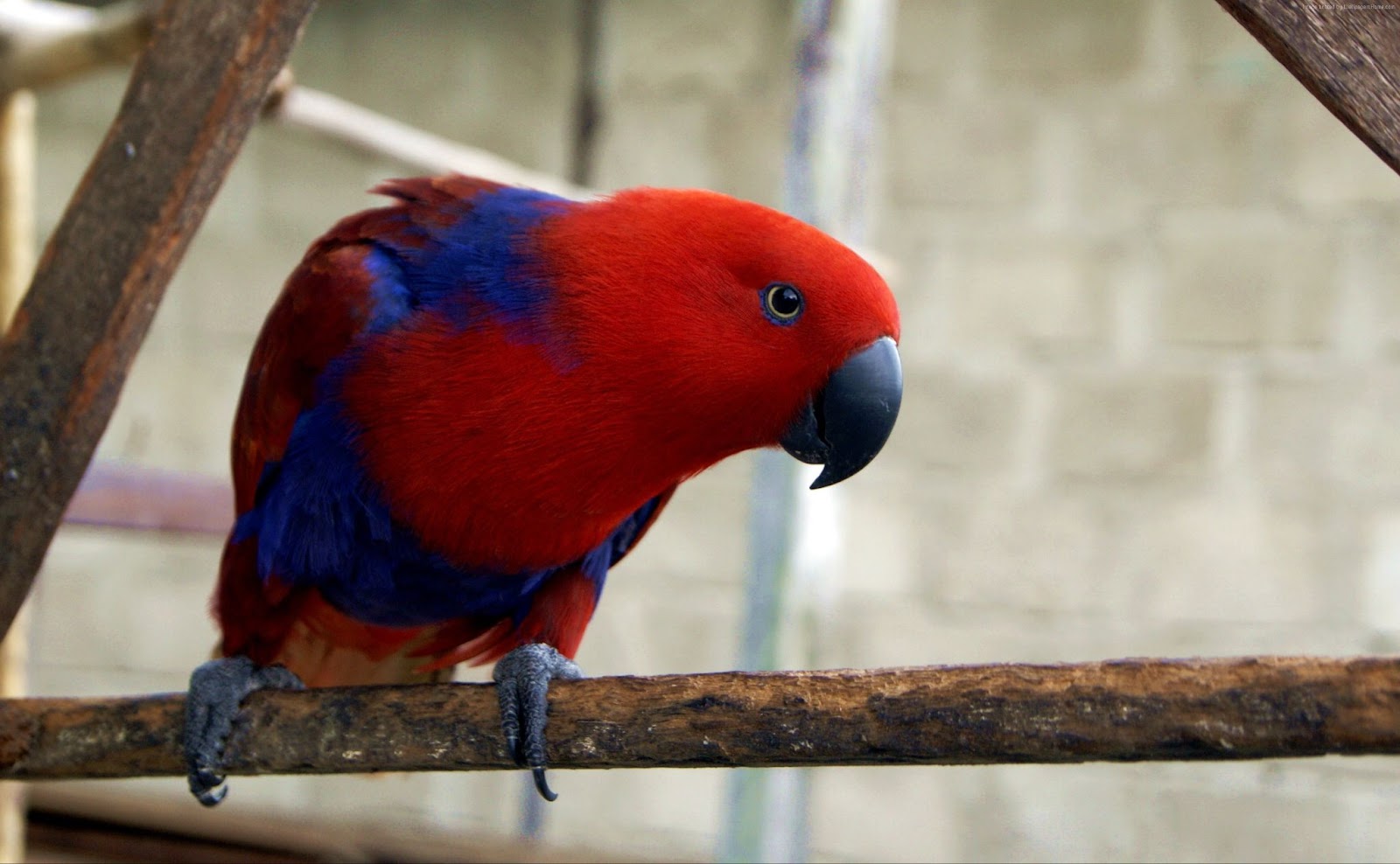 Eclectus Diet