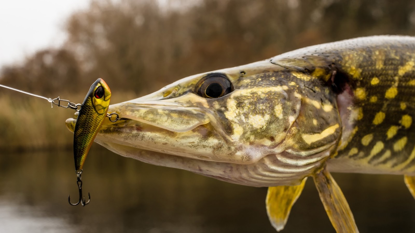 Pike Fishing Strategies for success - Bait and lure selection for Pike FIsh
