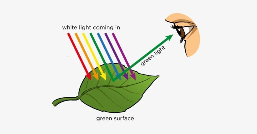 Color Perception - 8TH-GRADE SCIENCE