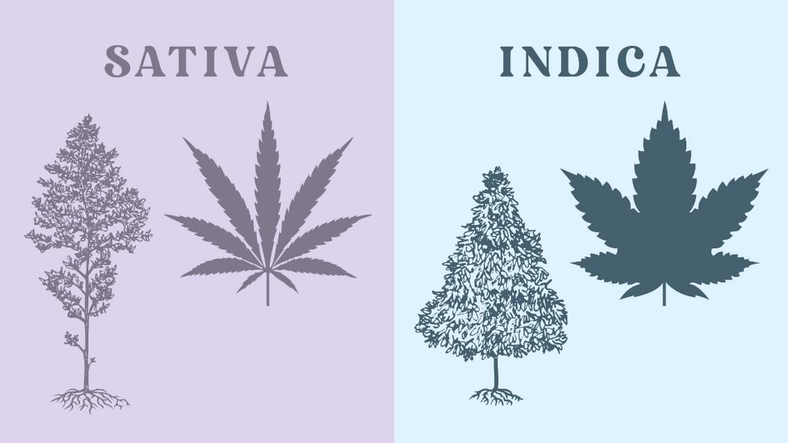 Indica vs sativa vs hybrid strains: definition, effects, differences |  Leafly