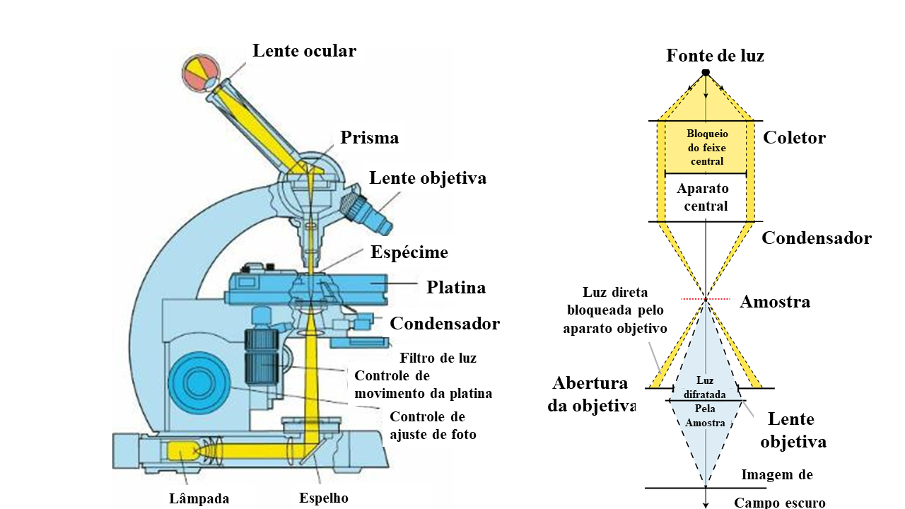 Comparação do funcionamento de um microscópio de campo claro (à direita) e microscópio de campo escuro (à esquerda)