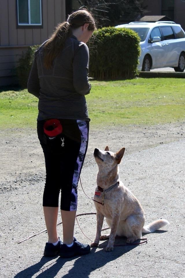 puppy training in action, our trainer told the dog to sit