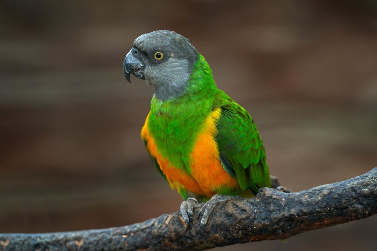 Senegal Parrots Price