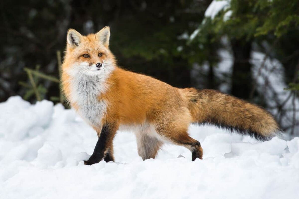 Are Foxes Dangerous to Humans or Pets?