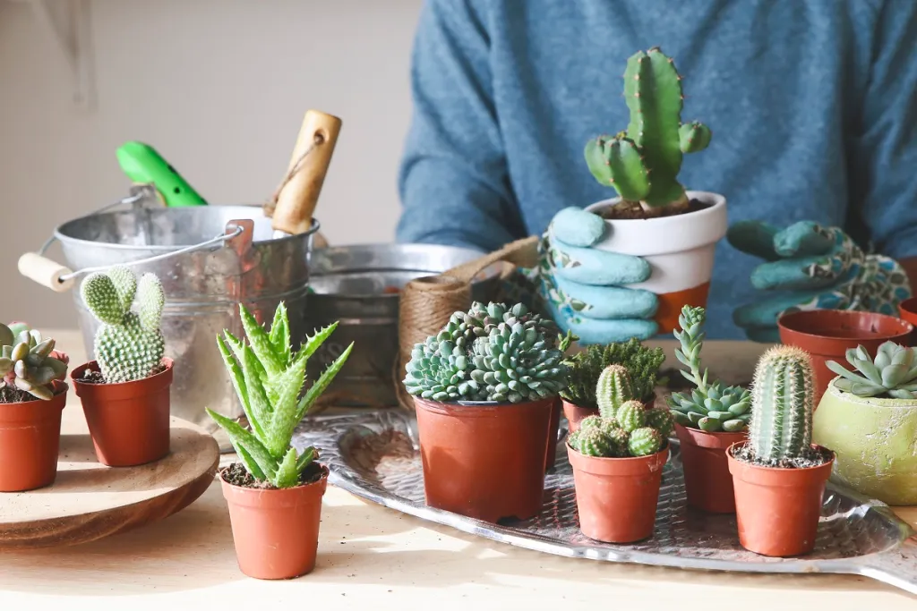 How can rust spots affect the cactus