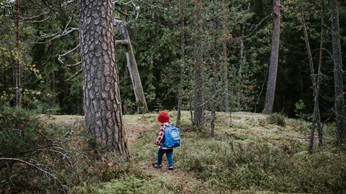 Visitfinland Kasavuori Forest Web 1600x900