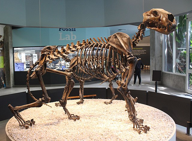 A Lion Life Span: The Oldest Lion Ever - WildLifeGrow